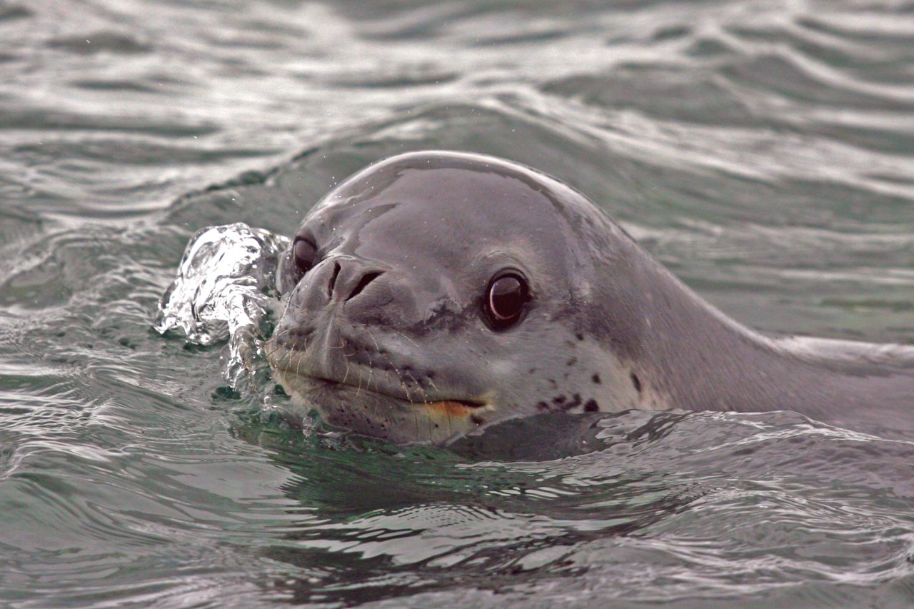 Leopard seal
