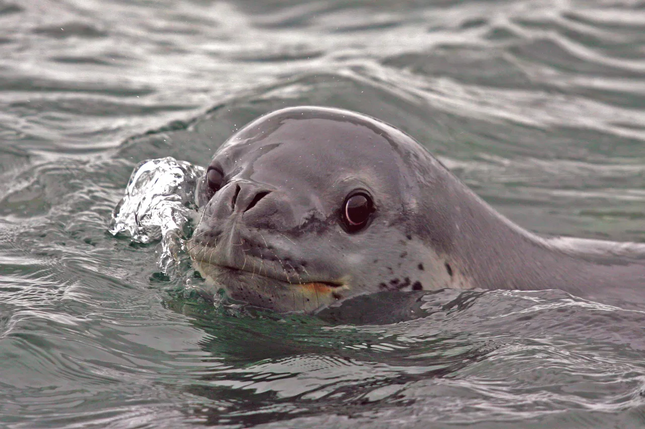 Leopard seal