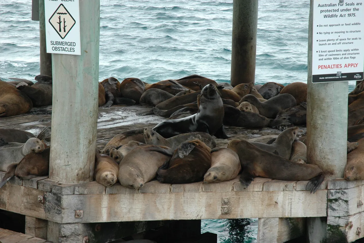 Australian fur seasl