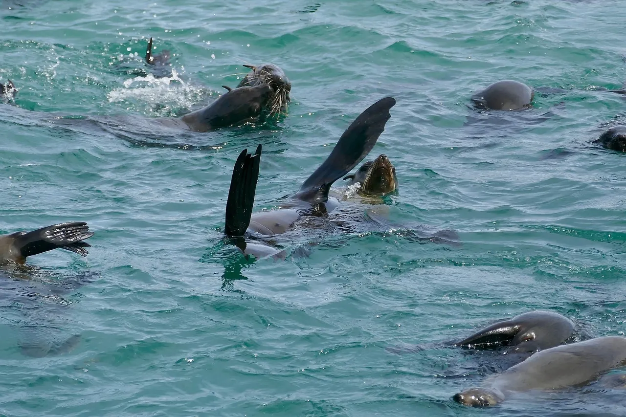 Cape fur seals swimming