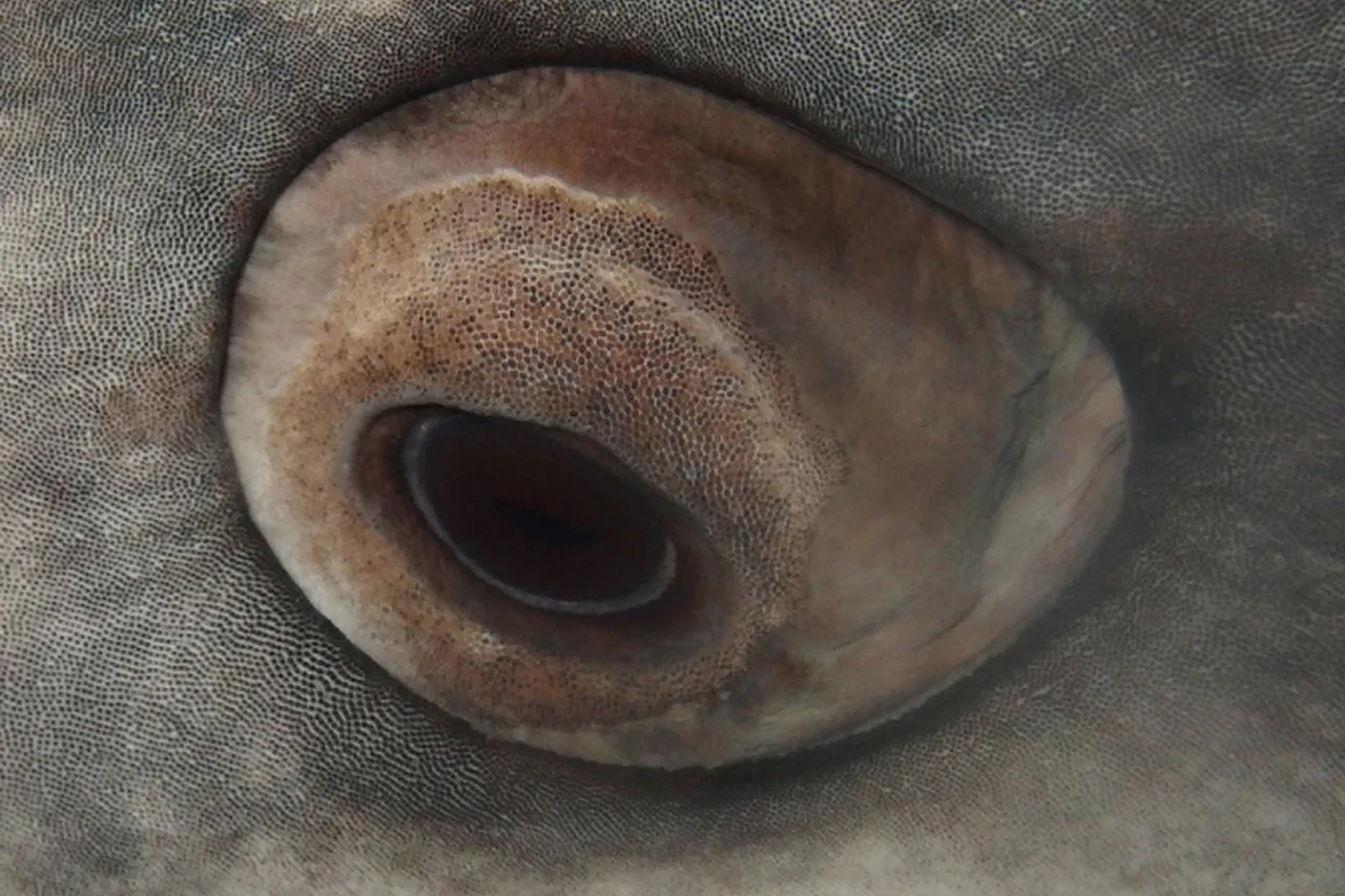 Journal pone 0235342 g001 B Crop Extract