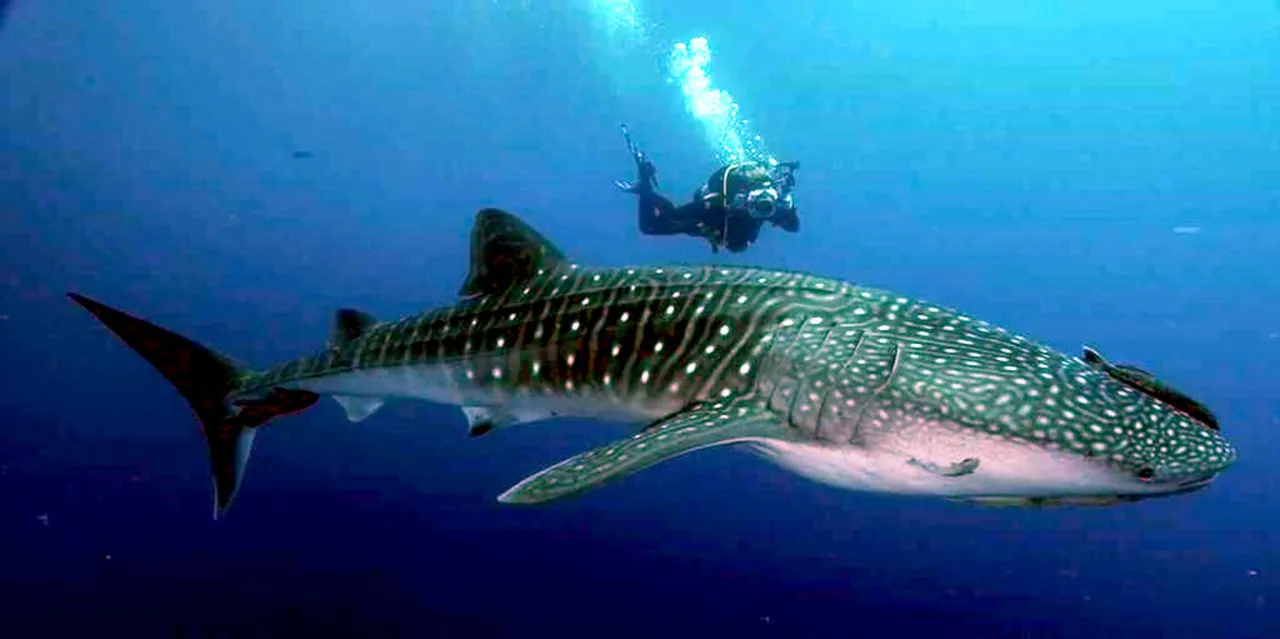 Whaleshark at Koh Tao