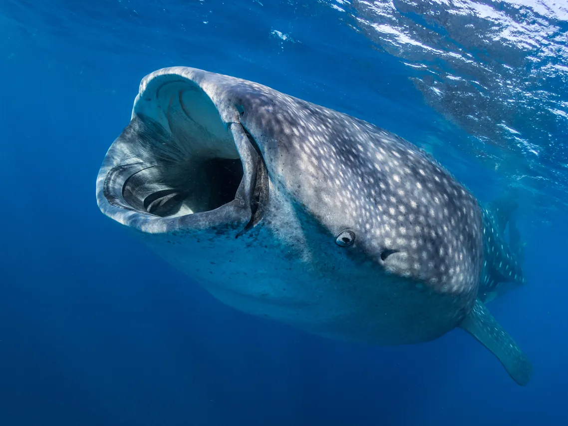 Whale shark swimming while filter feeding off the Gulf of Mexico