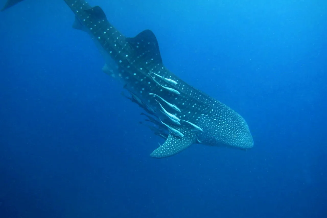 4804262892 4e9f4ce965 o