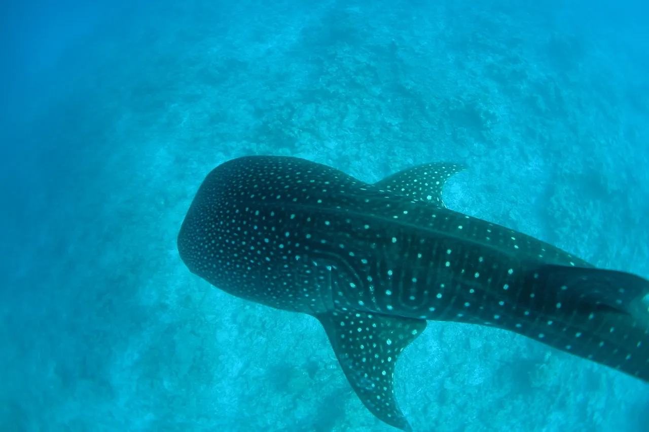 1568138818 231207069a o