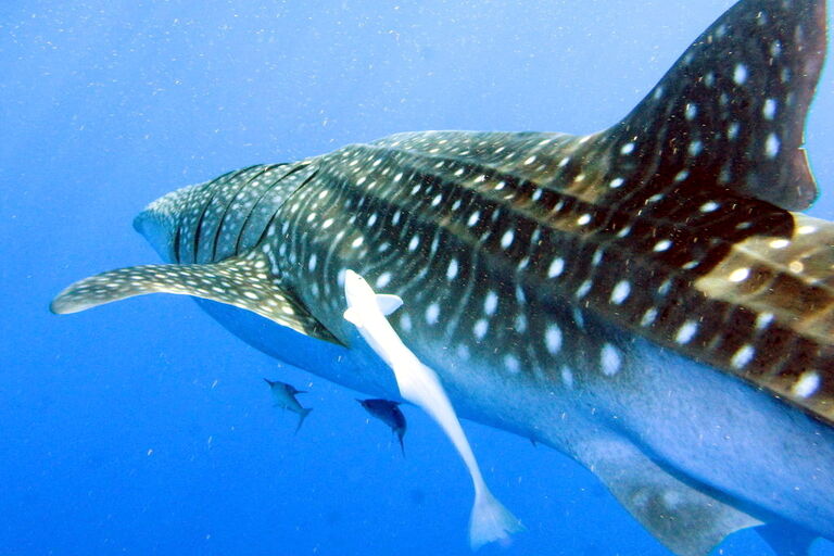 Two Oceans Aquarium | Whale sharks: Why these gentle giants are so…