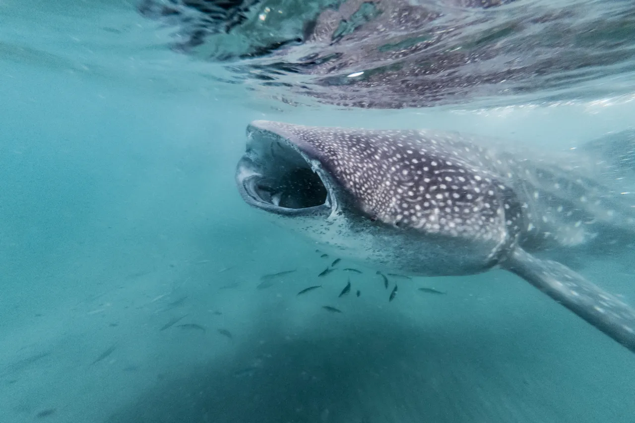 Whale Shark Rhincodon typus with open mouth in La Paz Mexico