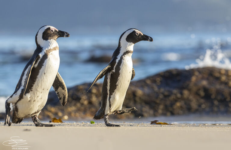 African penguins on track for extinction if extra measures aren’t taken: A call to action