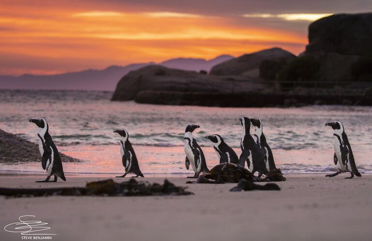 African penguins on track for extinction if extra measures aren’t taken: A call to action