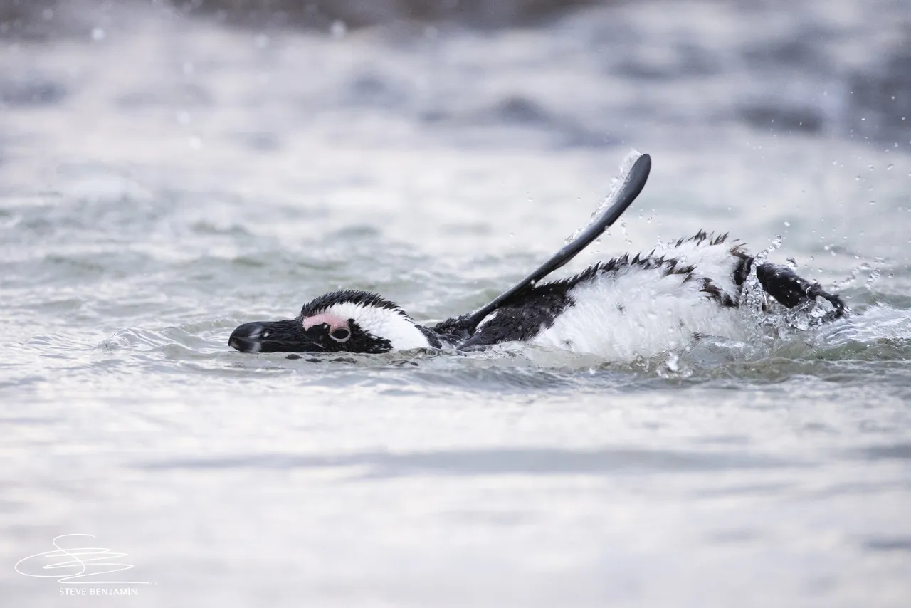 African penguins on track for extinction if extra measures aren’t taken: A call to action