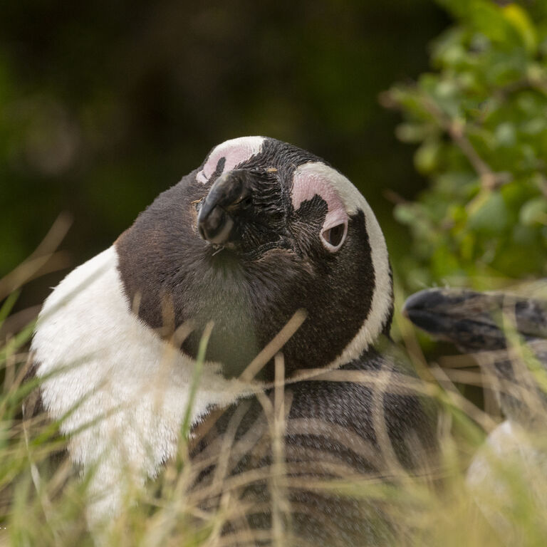 African penguins on track for extinction if extra measures aren’t taken: A call to action