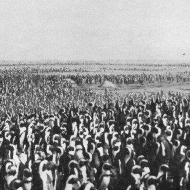 African penguins on track for extinction if extra measures aren’t taken: A call to action