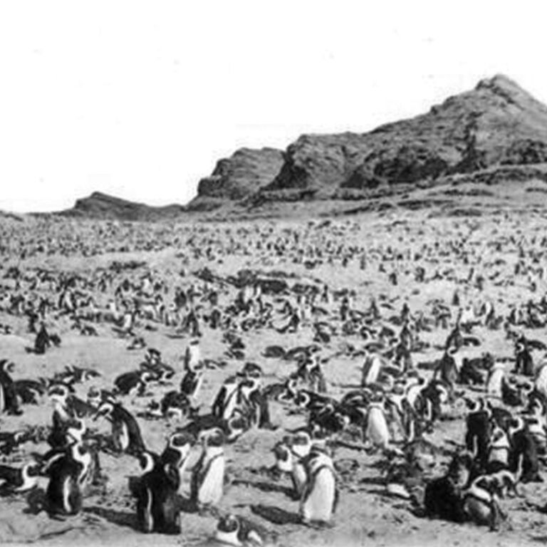 African penguins on track for extinction if extra measures aren’t taken: A call to action