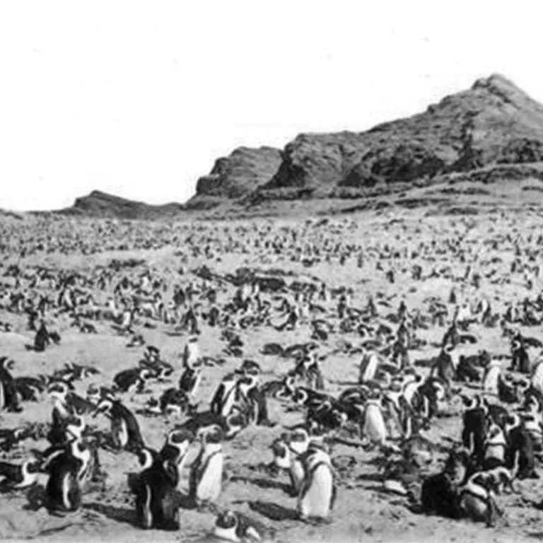 African penguins on track for extinction if extra measures aren’t taken: A call to action