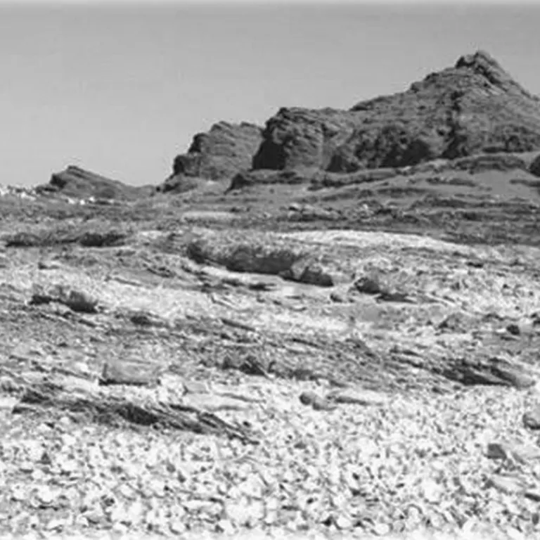 African penguins on track for extinction if extra measures aren’t taken: A call to action