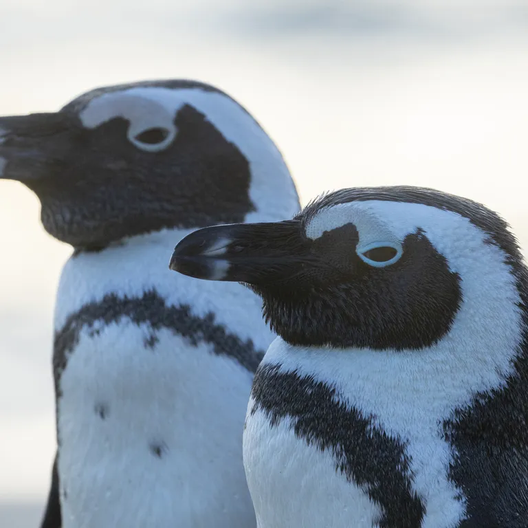 African penguins on track for extinction if extra measures aren’t taken: A call to action