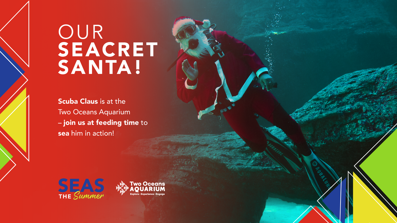 Welcome back, Scuba Claus!