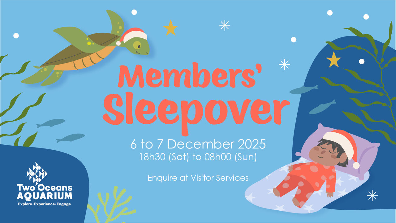 Members-only: The Festive Family Sleepover is here!