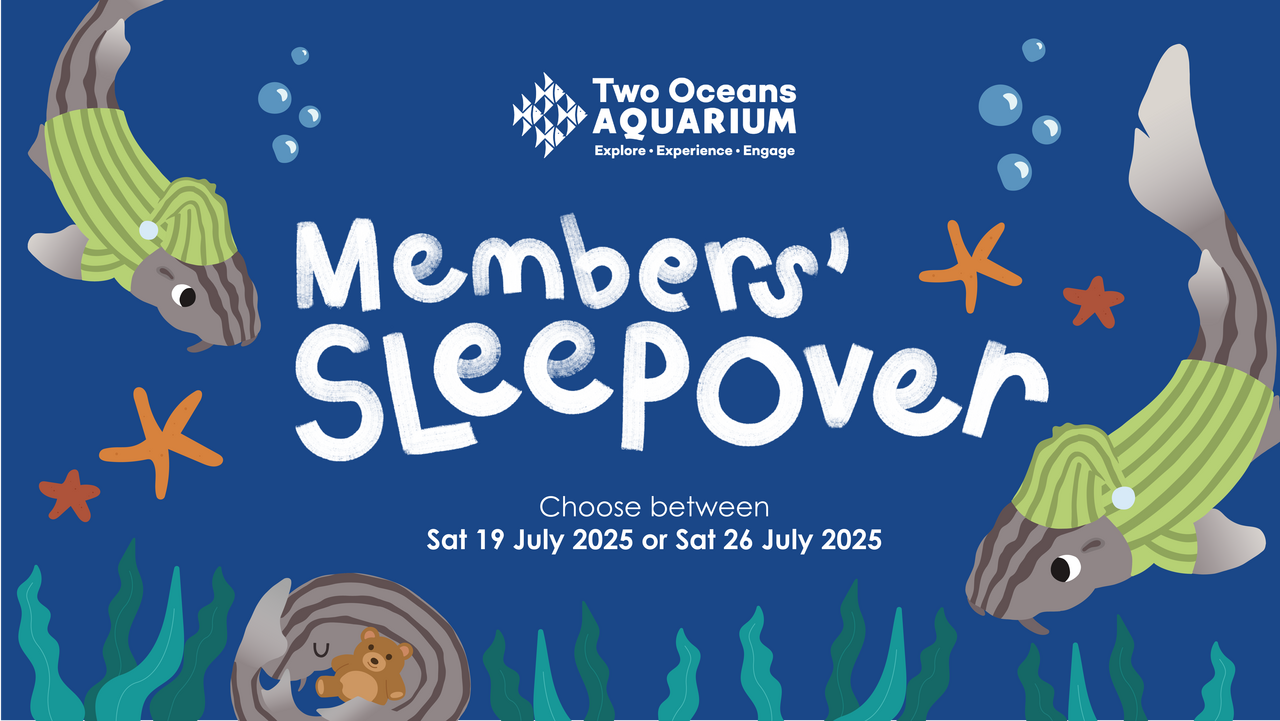 Curl up like a catshark - it's the Members-only Winter Family Sleepover!