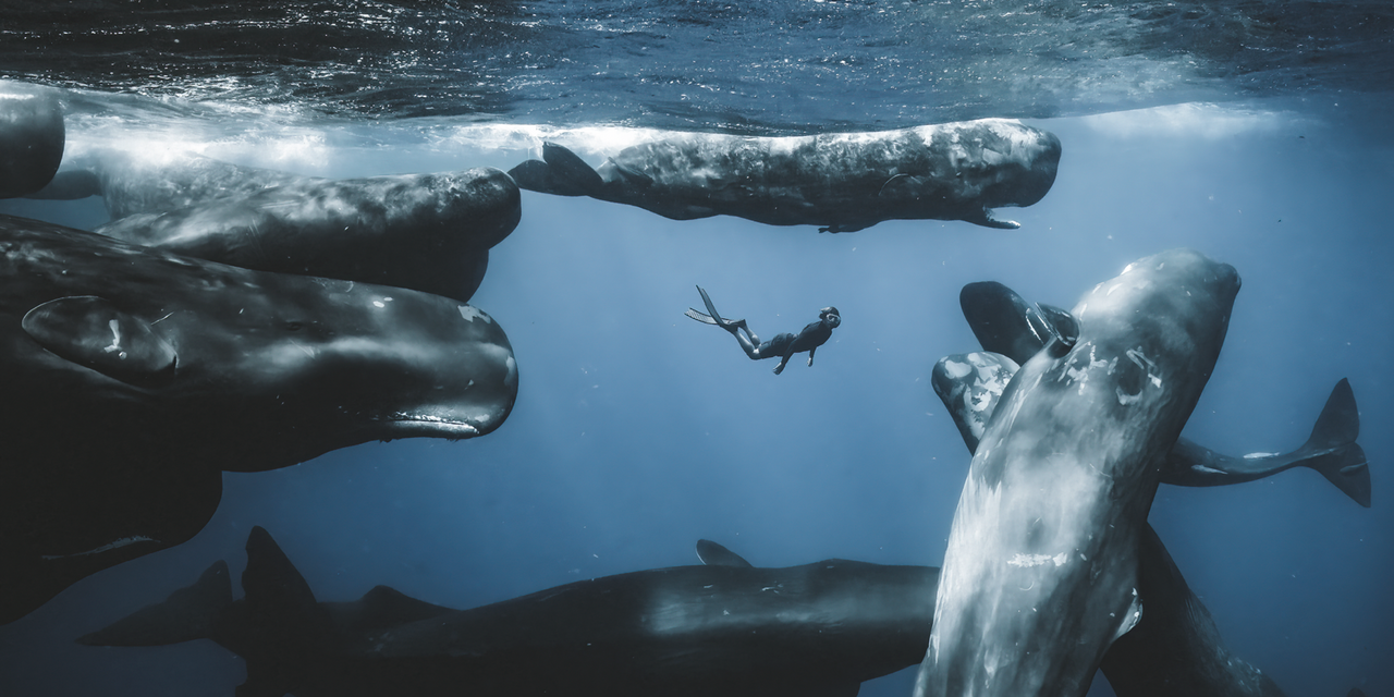 2025 Ocean Photographer of the Year Exhibition