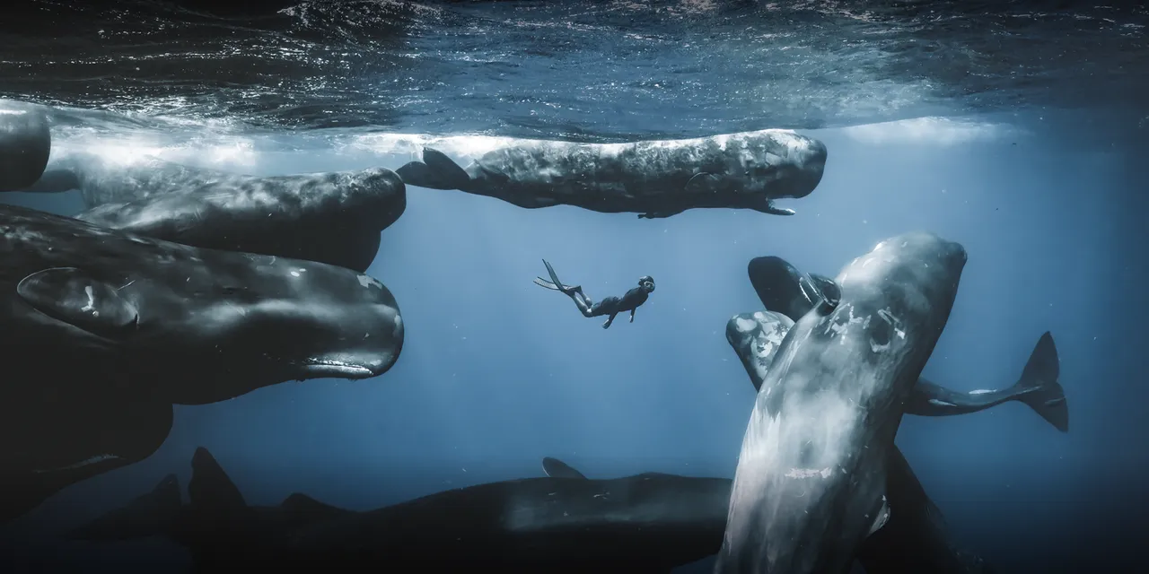 Ocean Photographer of the Year 2025