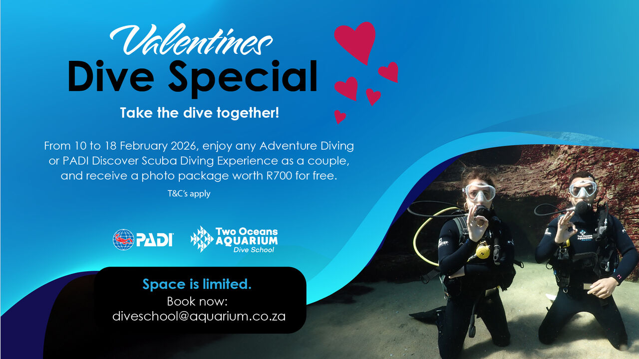 Valentines dive Special Website 100