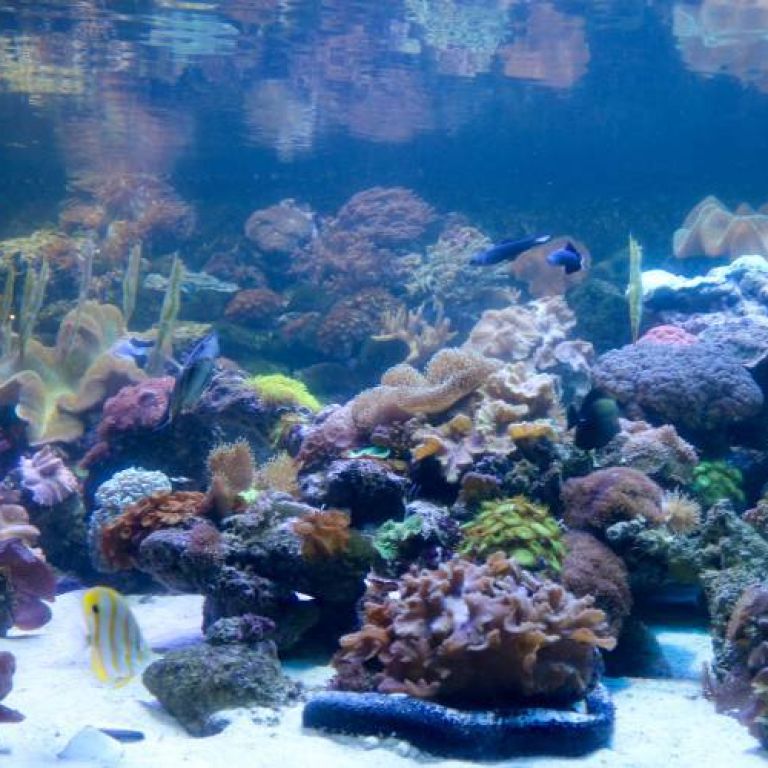 Two Oceans Aquarium Coral Reefs two-oceans-aquarium-coral-reefs
