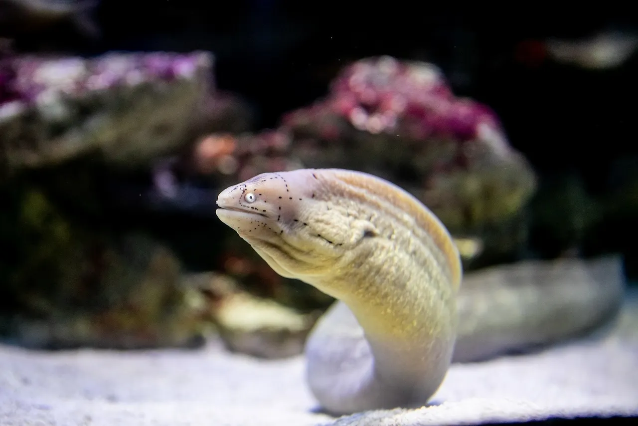 It's a moray! Meet the four different types of moray eels at the Two Oceans Aquarium