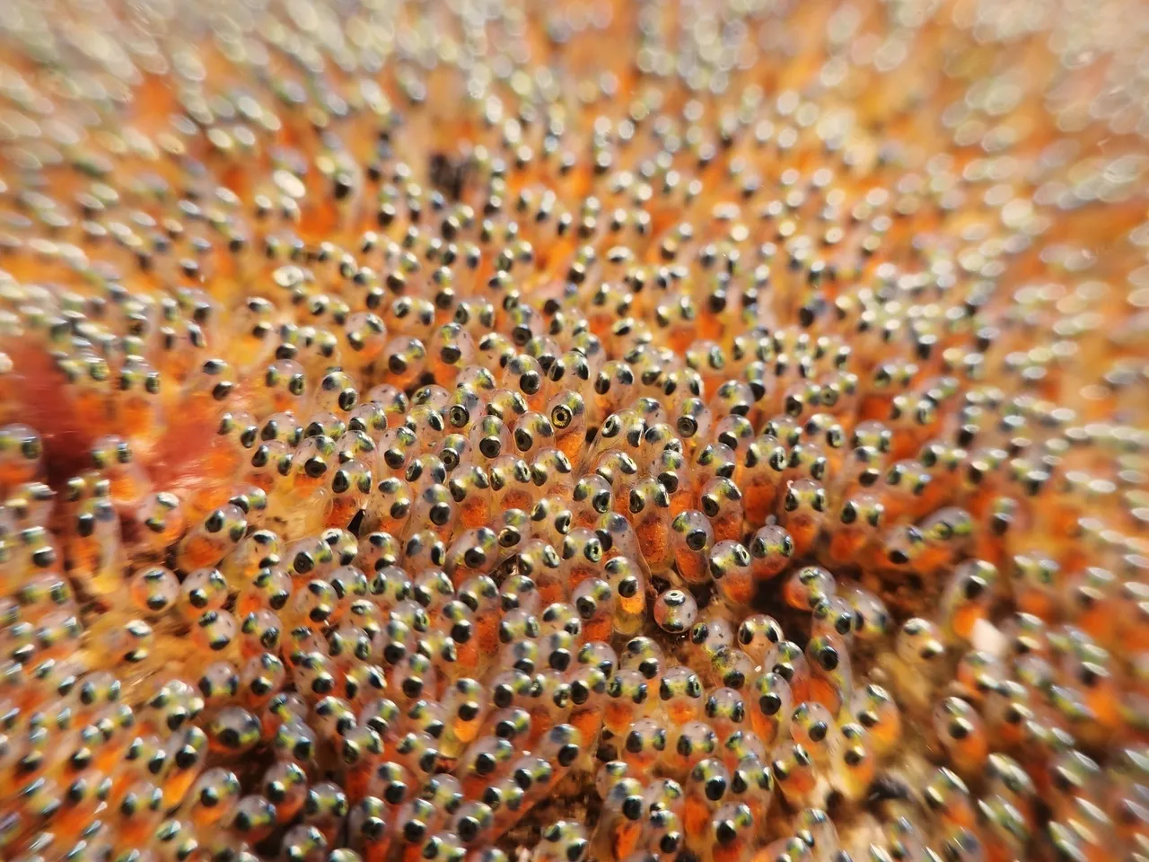 A closer look at clownfish eggs