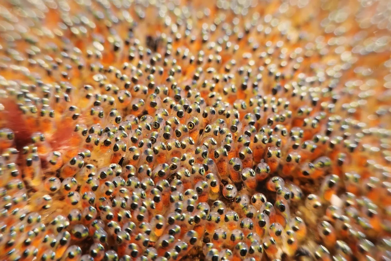 Clownfish Eggs 24434634565