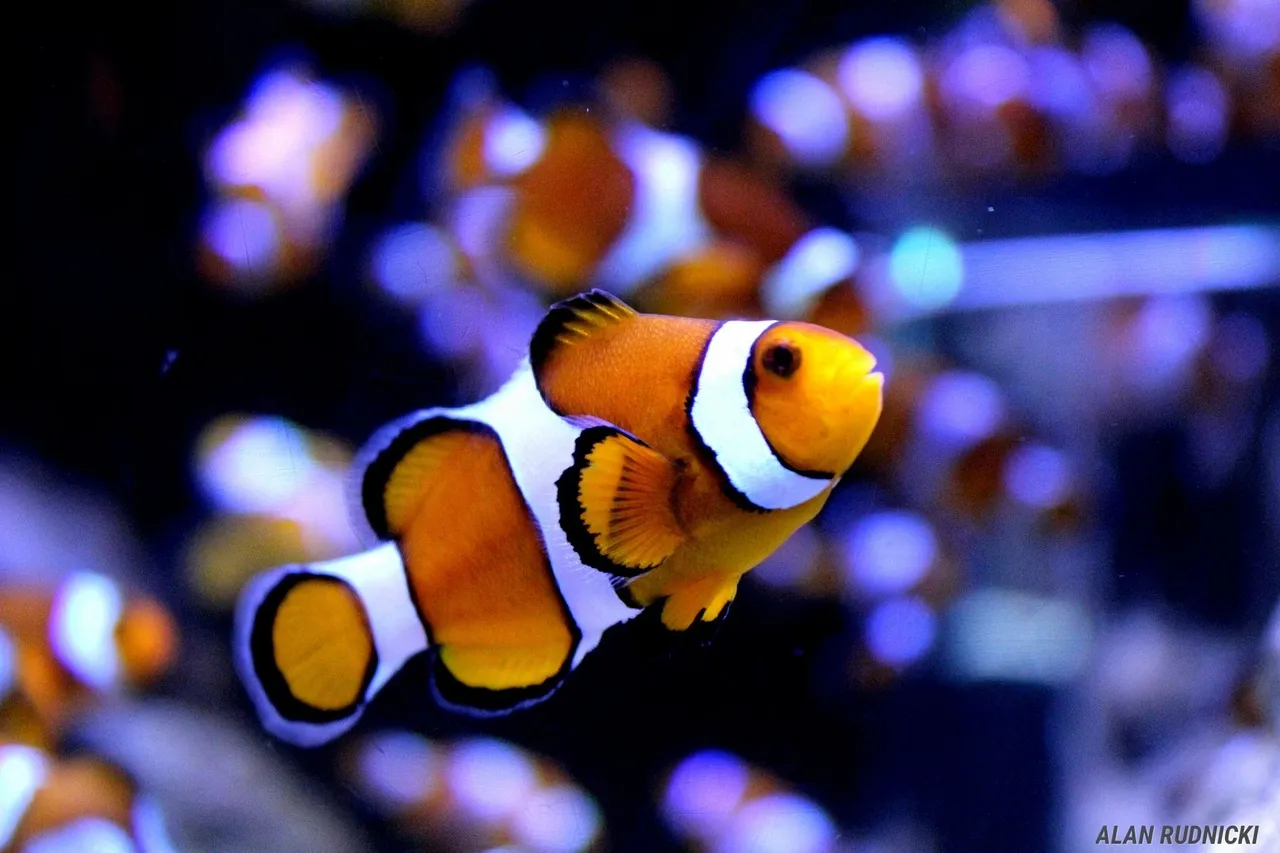 Clownfish Rudnicki