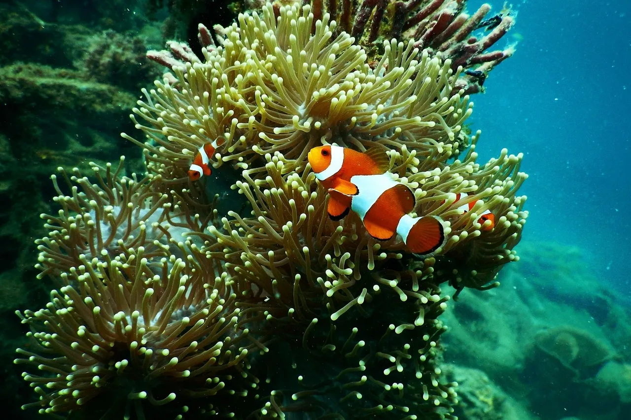 Clownfish under water 1125979
