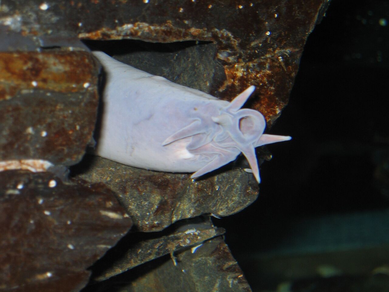 Hagfish are (too) weird