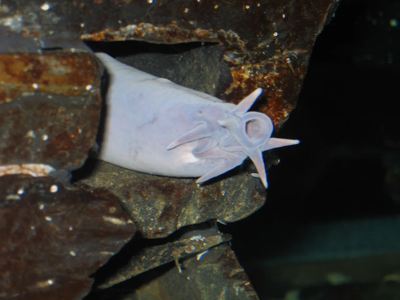 Hagfish are (too) weird