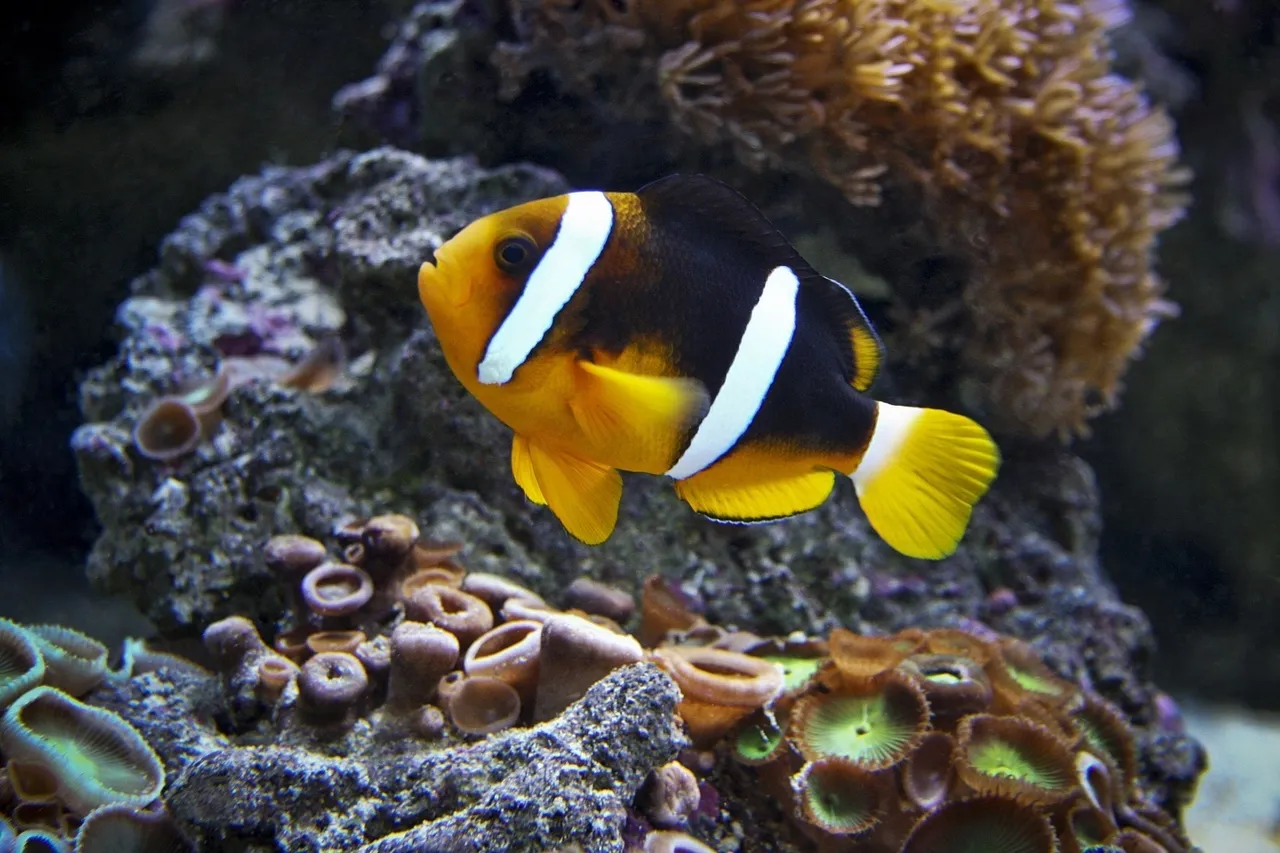 Clarkes Clownfish
