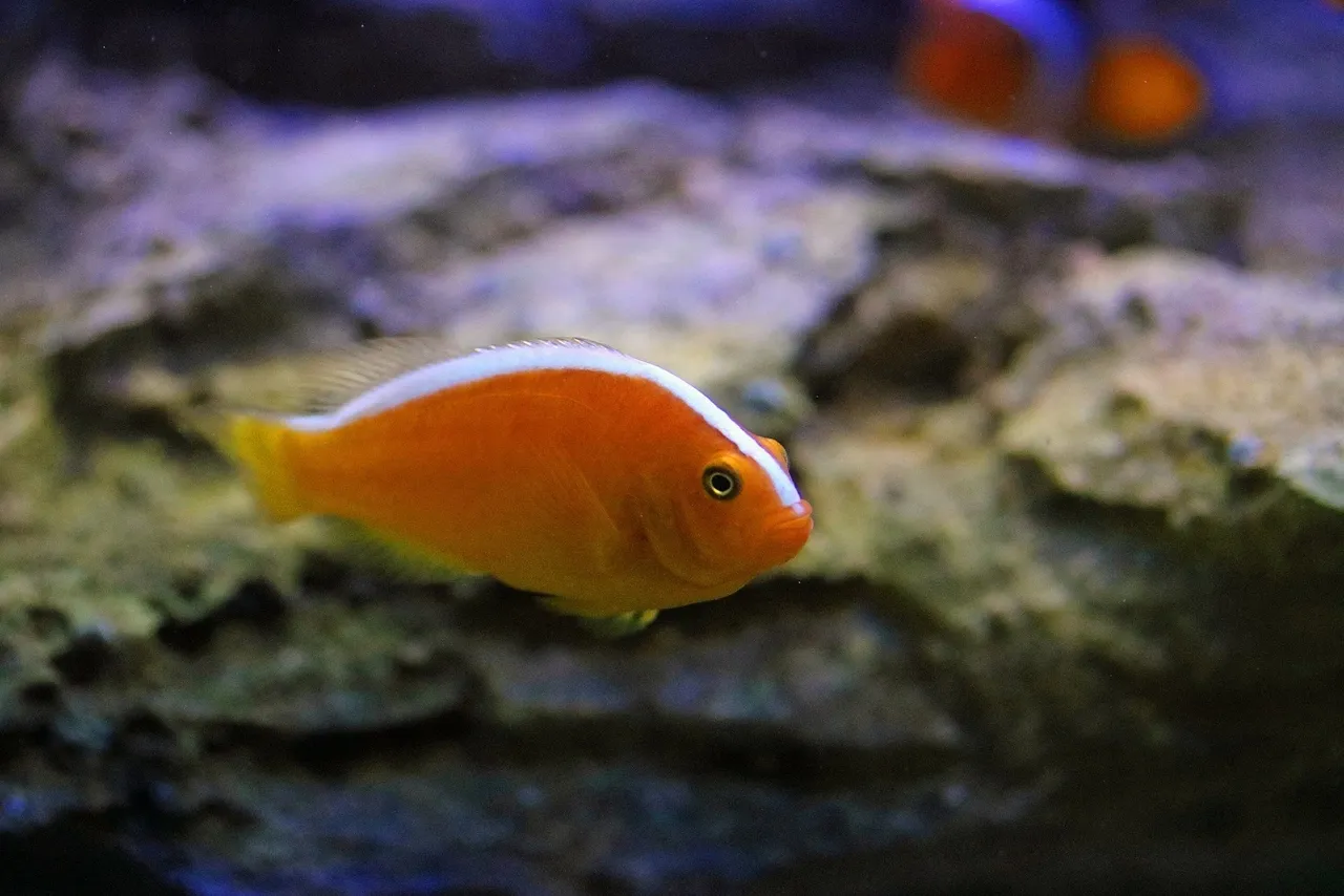 Nosestripe clownfish