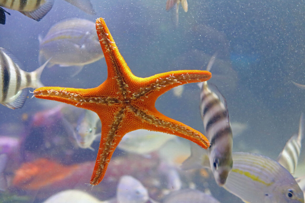 Two Oceans Aquarium | Red sea star