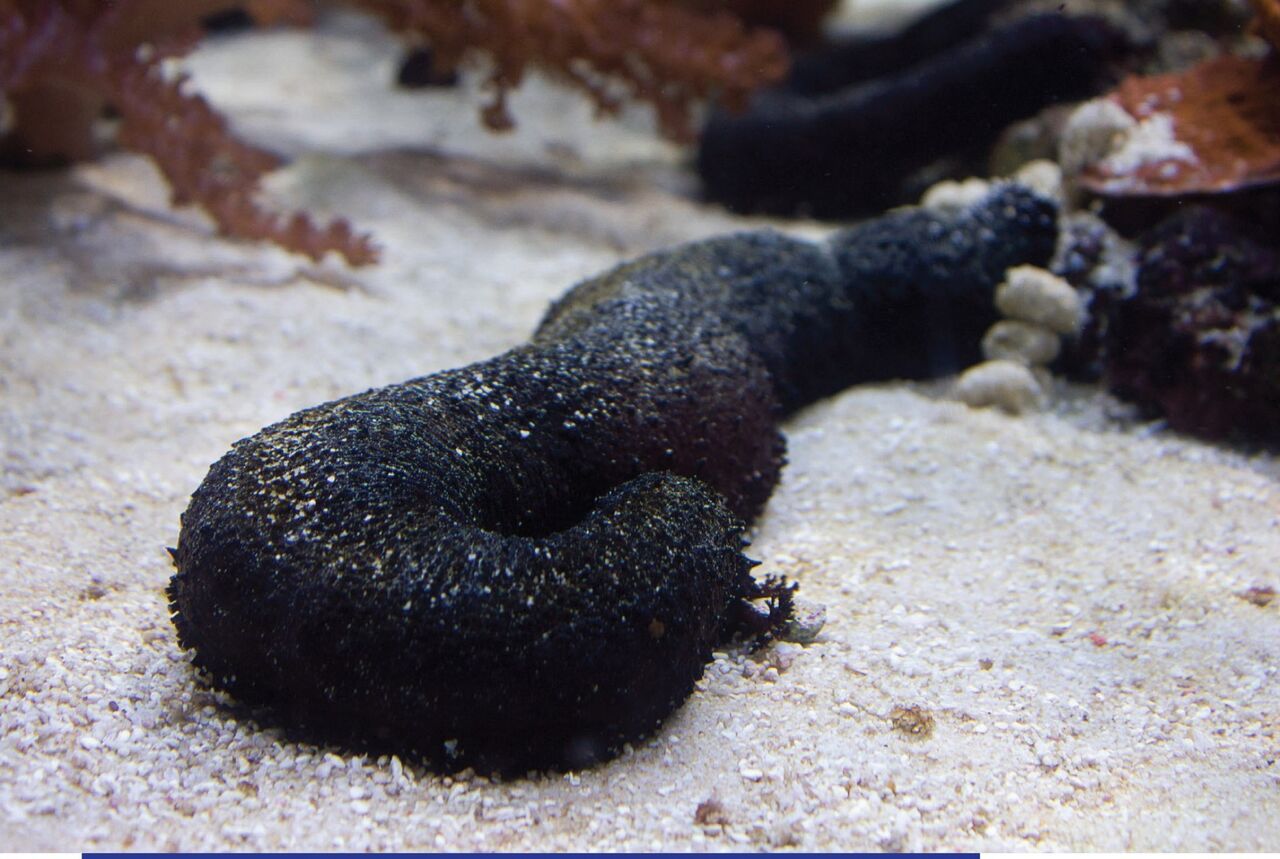 Black sea cucumber