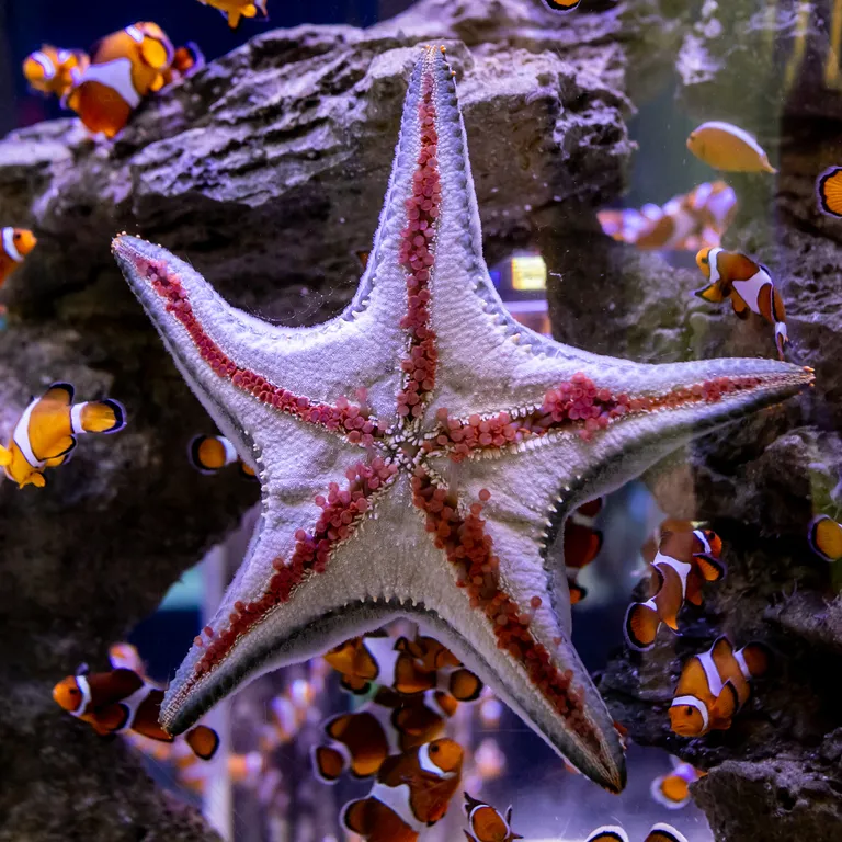 Diversity Gallery