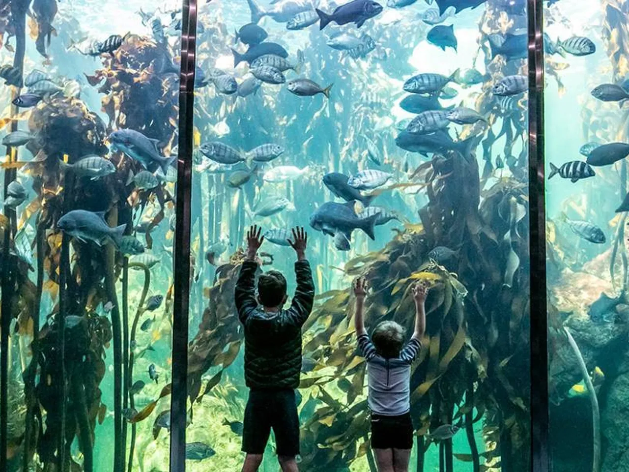 Kelp Forest Exhibit