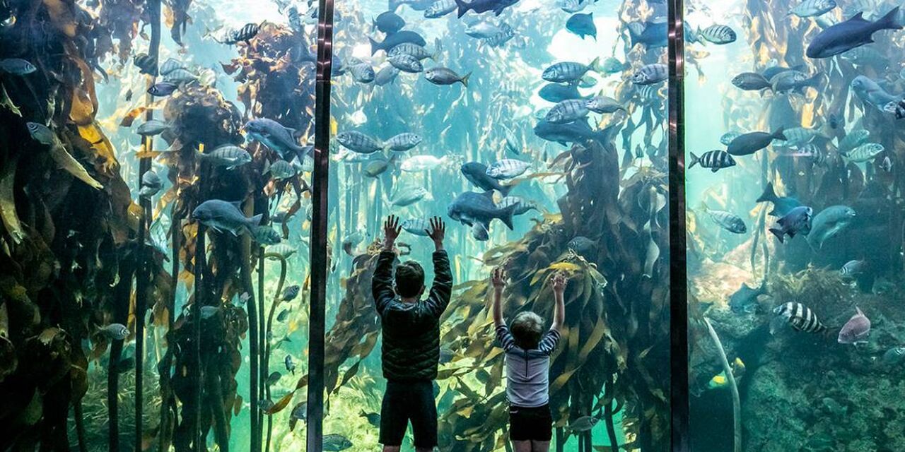Kelp Forest Exhibit
