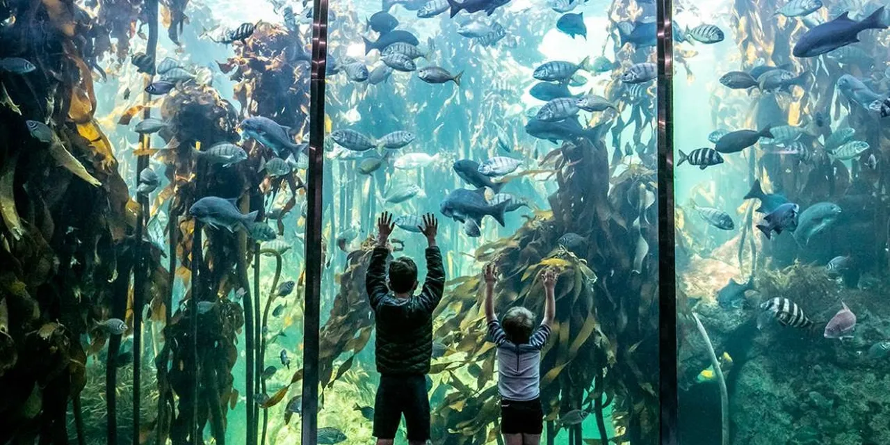 Kelp Forest Exhibit