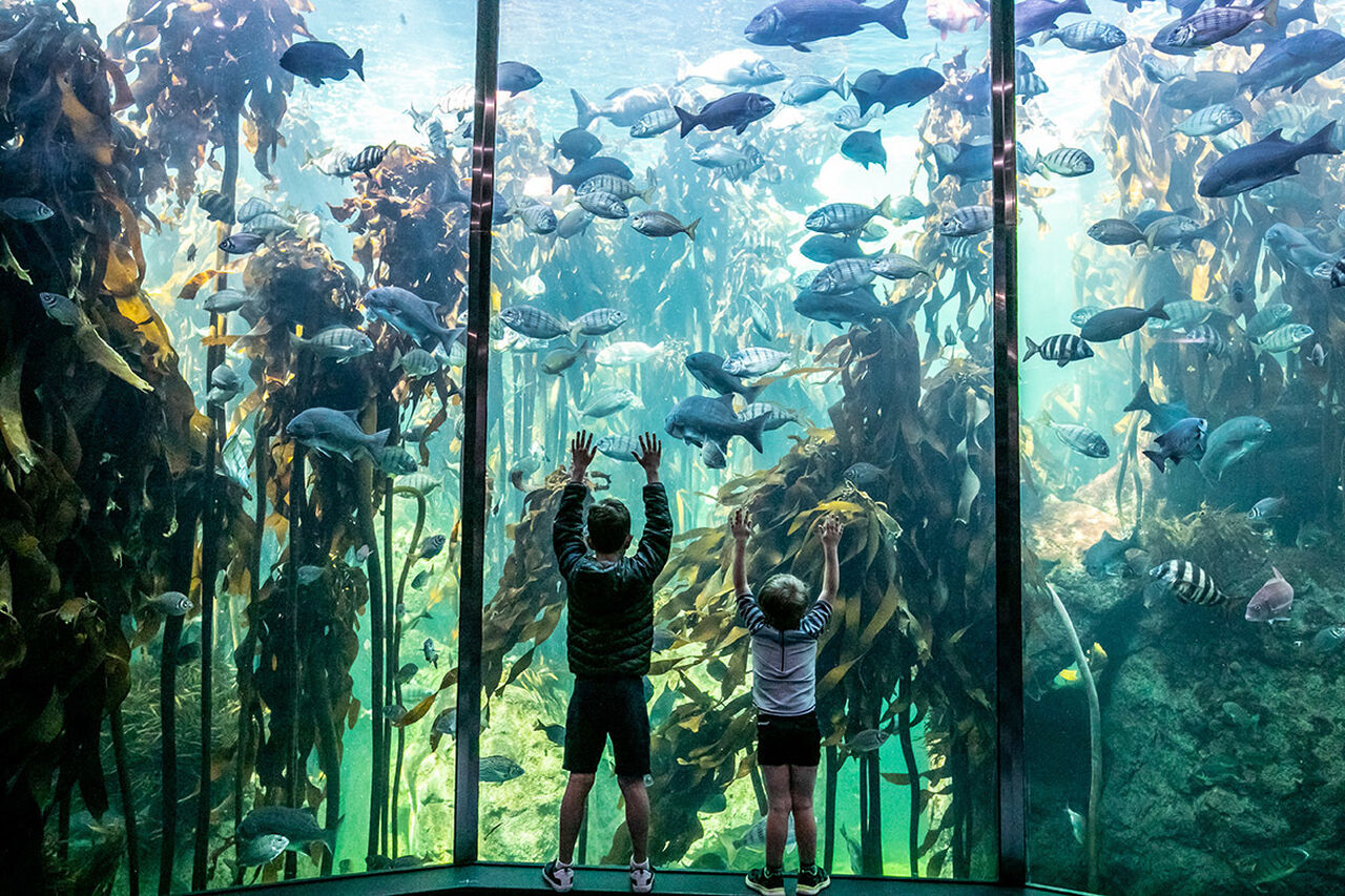 Exclusive members event: an evening at the aquarium to celebrate our 25th birthday!