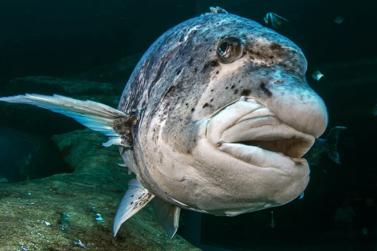 Blackmusselcracker 8