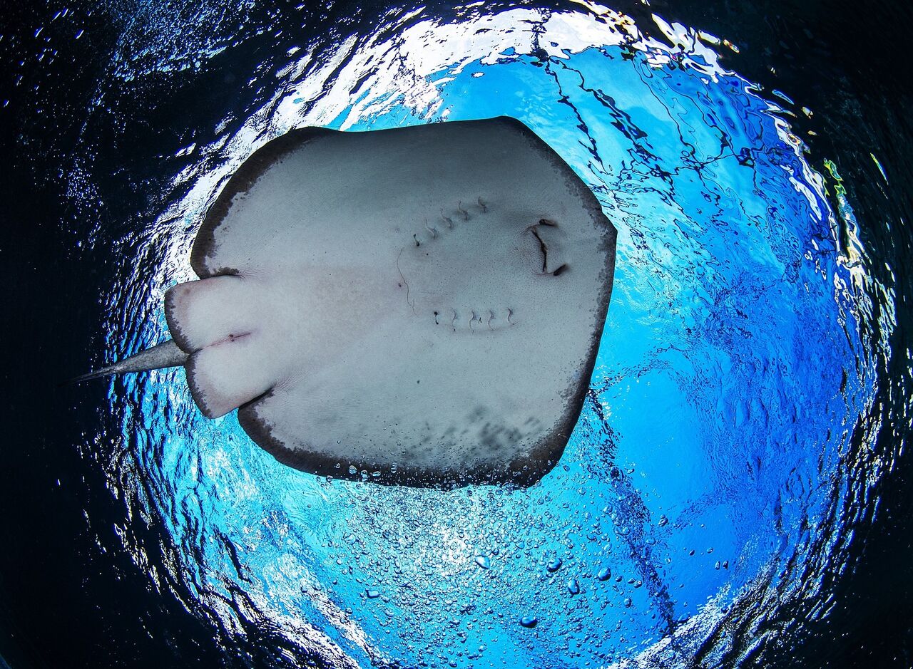 Meet the largest stingray species in the world