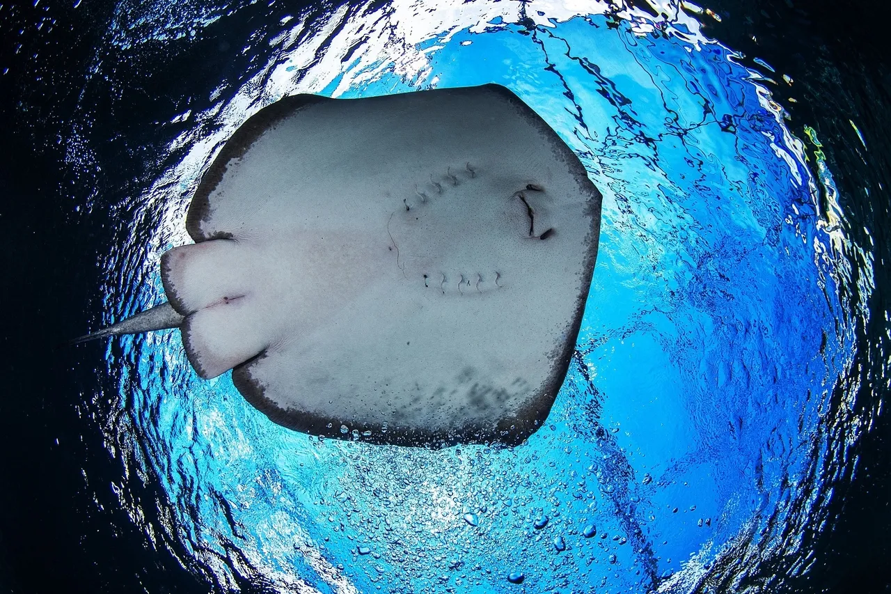 Shorttail Ray G Spiby 1