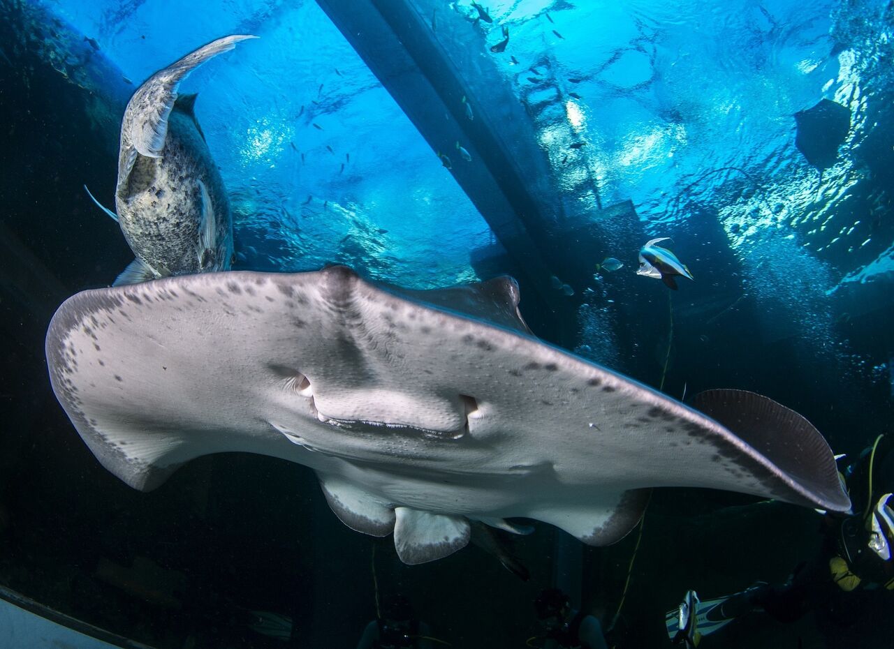 Meet the different kinds of ray of the i&j ocean exhibit