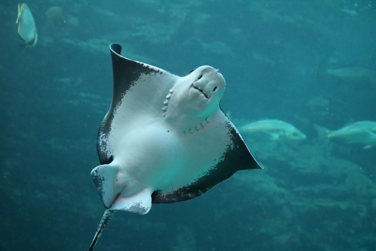 Our eagle rays are pregnant (cutest baby bumps ever)!