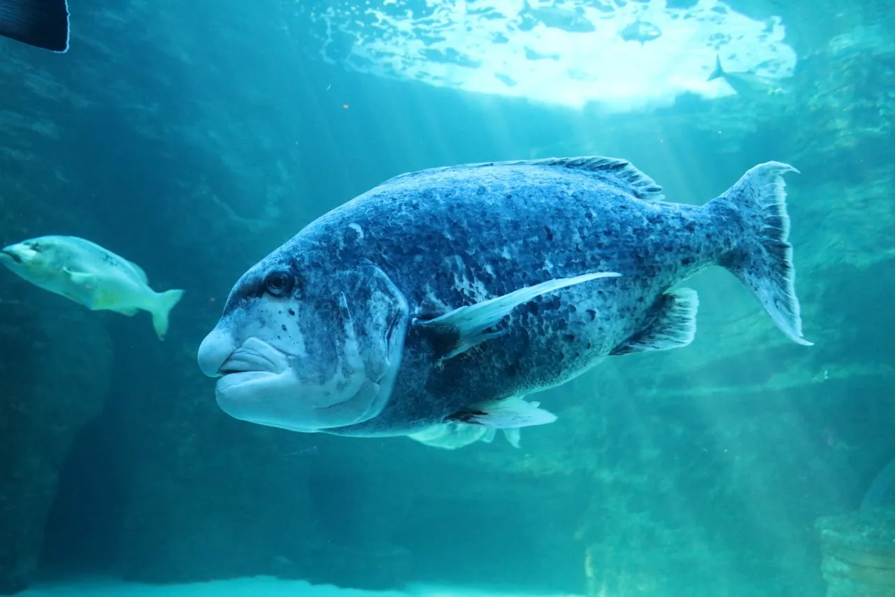 Blackmusselcracker 6