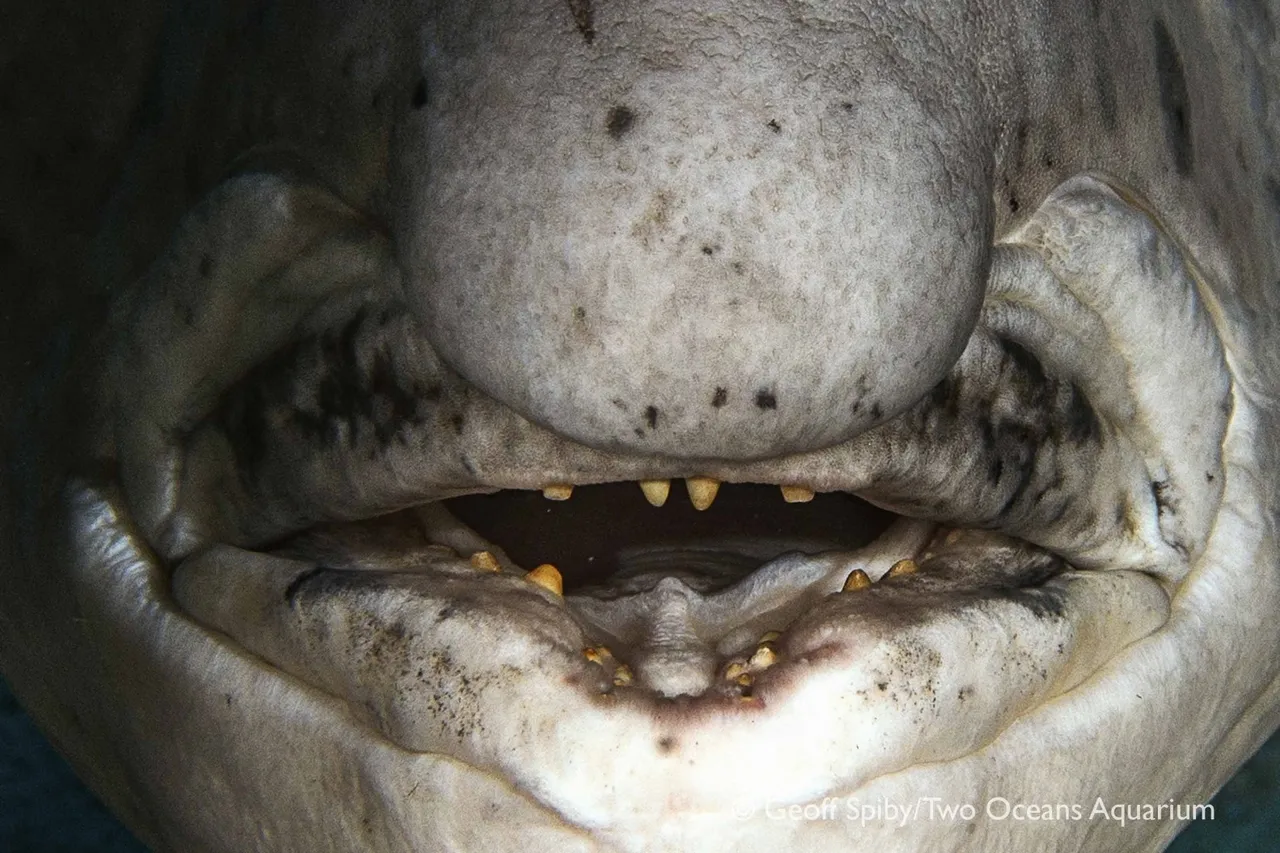 Blackmusselcracker 5